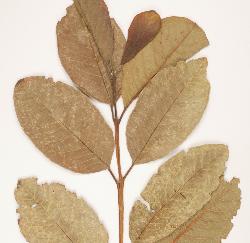 © Landcare Research 